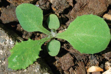 Sowthistle